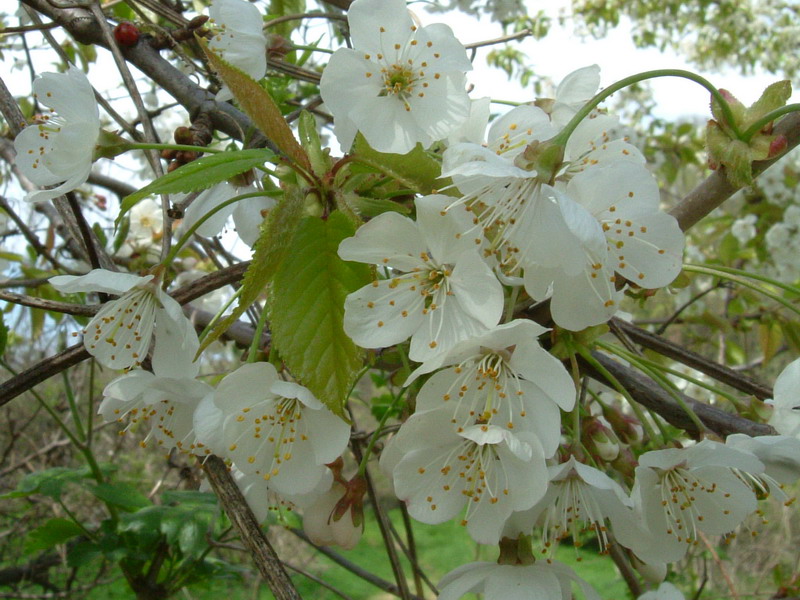 Prunus Avium